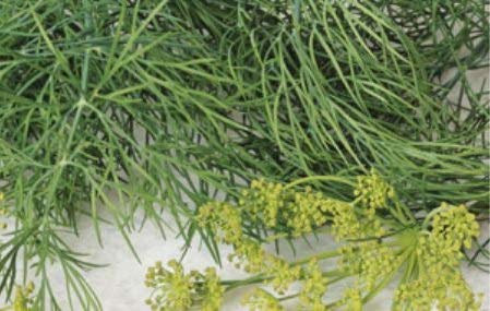 Pcs - 40x Écologique Graines Aneth - Légumes Graines Jardin Plant Herbes KS423 - Seeds & Plants Shop by Ipsa