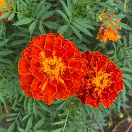 semi di calendula - interno decorazione perenni resistenti ufficio giardino 1000pcs