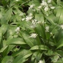 Just Seed British Wild Flower - Wild Garlic - Ramsons - Allium ursinum - 500 Seed - Edible