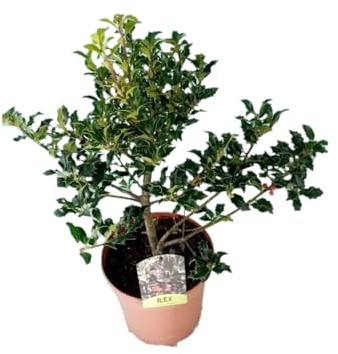 DECOALIVE Arbusto Navidad Acebo 30cm Maceta 17cm Ilex Aquifolium Frutos Rojos Temporada