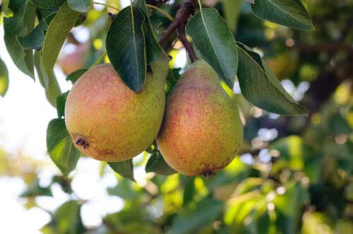 1 x Clapp's Favourite Pear Tree 4-5ft in 6L Pot, Juicy Dessert Pear