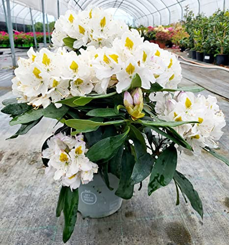 POWERS TO FLOWERS - RODODENDRO BIANCO XXL, RHODODENDRON, IN VASO 22CM DIAMETRO, pianta vera