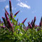 Farfalla Bush, semi neri del cavaliere - Buddleja davidii