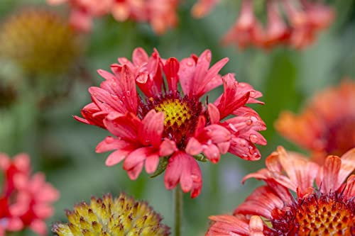 Gaillardia x grandiflora 'Fanfare Blaze' ca. 11x11 cm Topf - Kokardenblume, leuchtend rote Blüten, Blütezeit Juni-September, ideal für Beete, pflegeleicht und trockenheitsresistent