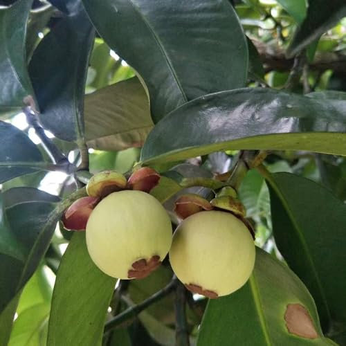 semillas de mangostán, de jardín para hombres, árboles frutales columnares resistentes, fruta columnar resistente semillas jardín interior plantas exóticas arboles frutales 125pcs