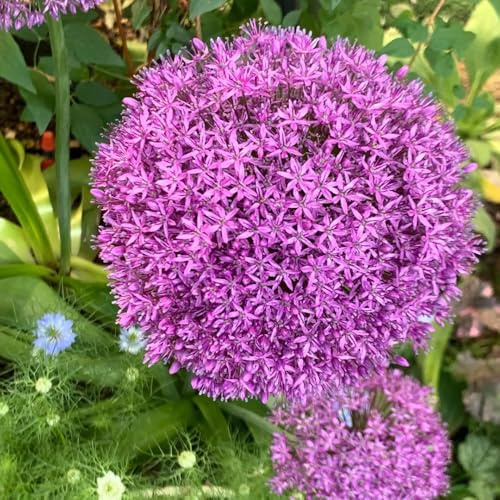 bulbi di aglio perenni ornamentali puero gigante decorazione ufficio ufficio primavera decorazione bonsai giardino balcone balcone giardino 6pcs