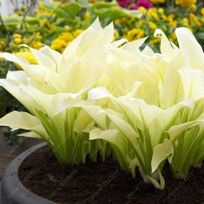 Graines de plantes Hosta Fleur parfumée Feu et glace Ombre Dentelle blanche Bonsaï Jardin Plante couvre-sol Graines: PAQUET DE 100 GRAINES
