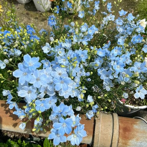 semi resistenti di delphinium rare, balcone resistenti di delphinium, ombra ornamentali, decorazione, 180pcs