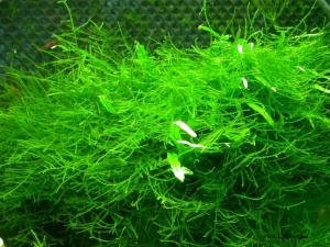 Mousse de Java - Vesicularia dubyana - Taxiphyllum barbieri - (4 x 6 cm) - Plante d'aquarium vivante