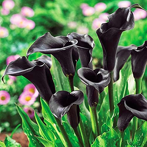 Calla bulbi/miste/Radici selezionate di hosta/resistenti al freddo e alla siccità/adatte per la decorazione di giardini e balconi【NVNJHJN】-10 bulbi-D
