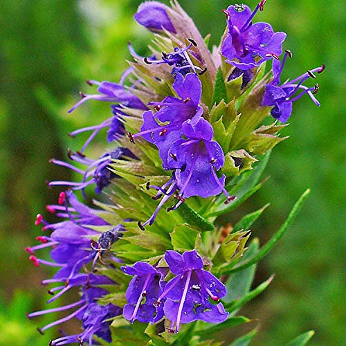 6 x Hyssopus Officinalis - Hysope officinale en conteneur 9cm x 9cm