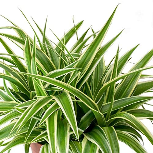 Planta Natural Chlorophytum | DECOALIVE | Planta de Interior | Muy Resistente | Purifica el Aire del Hogar