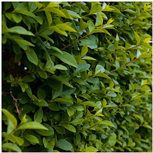 3 Green Privet Ligustrum Plants 3-4ft Tall, Evergreen Hedging, Grow a Quick, Dense Hedge 3fatpigs®