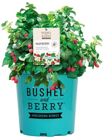 Bushel & Berry 2 Gal. Raspberry Shortcake Raspberry Shrub