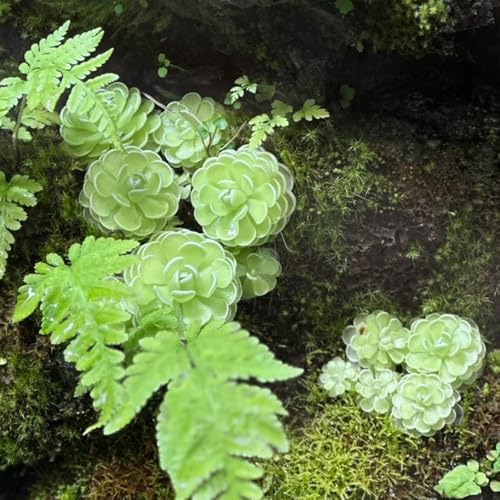 Fettkraut, Pinguicula vulgaris, luftreinigende zimmerpflanzen Fleischfressende, garten bio exotische 10Samen