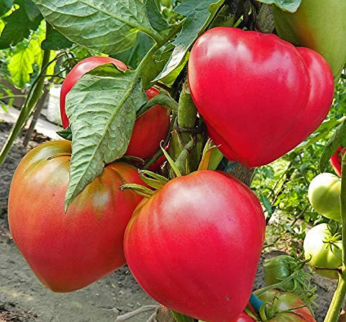 Tomate Pink Oxheart – Rosa Ochsenherz - Ertragreich und robust - 20 Samen