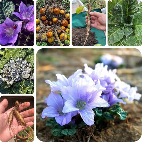 60 pcs Alraune Pflanze Samen - wildkräuter exotische Alraune Samen, kräutergarten küche, gemüse pflanzen kräuter samen, alte gemüsesorten samen pflanzensamen garden gemüsesamen, indoor