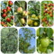 semi di giuggiole - giardino erbe aromatiche alberi da frutto colonnari albero di giuggiole semi di piante semi di frutta, piante resistenti per balconi piante da giardino per 160pcs