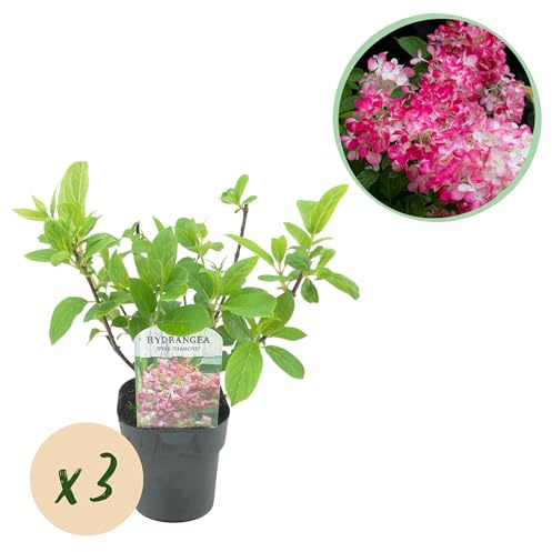 Ortensia a pennacchio - Hydrangea panniculata Pink Diamond - Fiore bianco rosa - 3 piante - 1 m2 - Decidua - Fiori grandi - 40-50cm - Ø18cm - Pianta da giardino