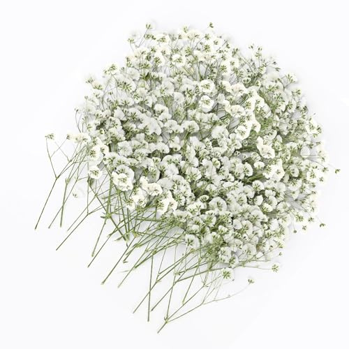Gypsophile torkade blommor, 100 st naturliga torkade miniblommor torkad blomma dekoration för scrapbooking ljus gör-det-själv epoxiharts torkad blomma 5–10 cm