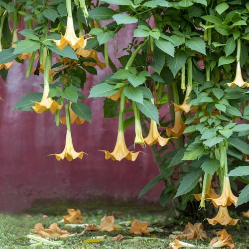 engelstrompete pflanze samen、 gartenpflanzen、langer Blütezeit für eine pflanzen garten、Wunderschön leuchtende Blumen mit blumen garten、pflanzen für sonnige plätze winterharte 200pcs