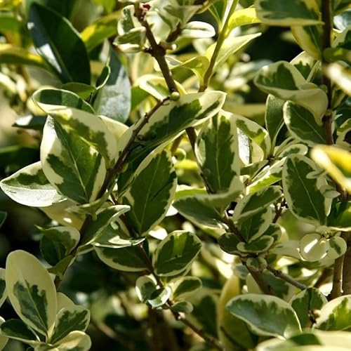 40pz Pianta Ligustro Variegato