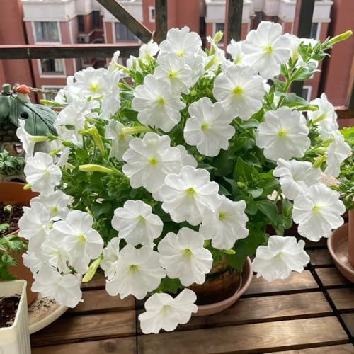 petunia - petunie di scalapante tagliate decorazione semi balcone semi selvaggio primavera giardino interni riverdimento 80pcs
