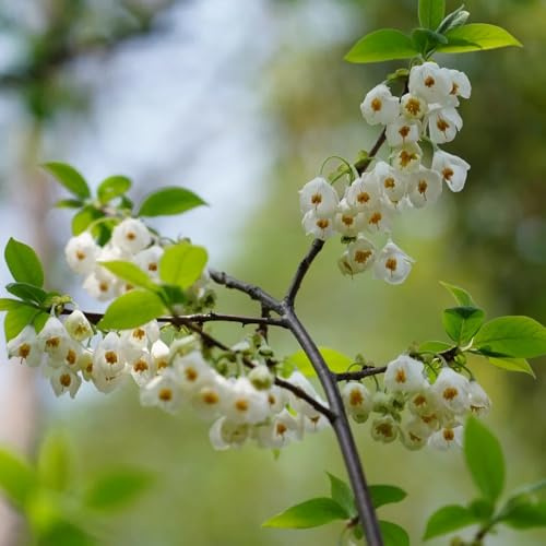 Semillas del árbol de campanilla de invierno - interior, Árbol lirio los valles jardín resistentes para balcones Decoración 85pcs