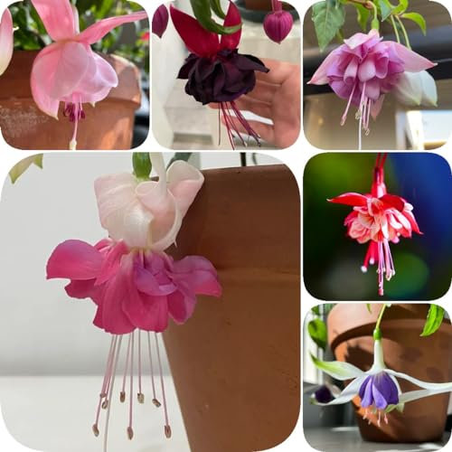 50 pcs Oleander Samen - bodendecker winterhart mehrjährig Oleander Baum Winterhart Samen - kleines für frauen steingartenpflanzen winterhart gewächshaus balkon bonsai baum stauden