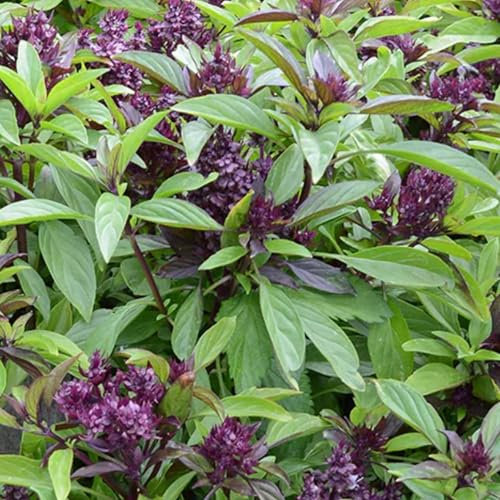 Thai Basil Seeds - 130 Fresh Thai Basil Siam Queen Herb Seeds – Plant and Grow Your Own Herbs in Greenhouse, Garden, Polytunnel, Growbags, Pots or Containers by Meldon Seeds UK