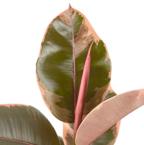 Ficus Elastica Ruby Natural un Toque de Rosa en Tu Hogar