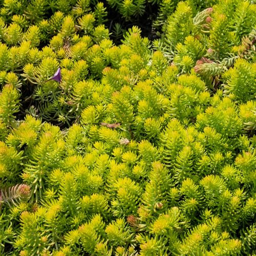 Pianta vera di Sedum rupestre Angelina - Diametro Vaso Ø 15 cm