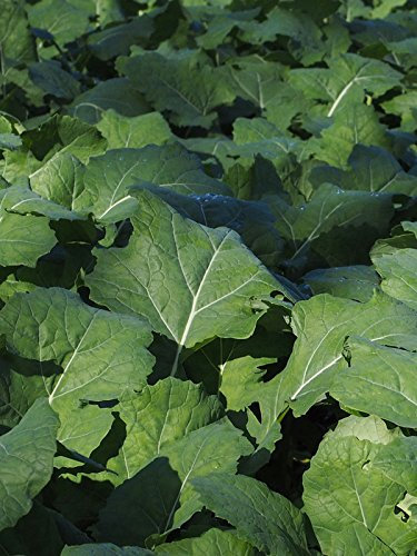 Bremer Scheerkohl (Brassica rapa) 500 Samen Schnittkohl