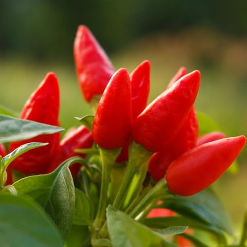 PREMIER SEEDS DIRECT - HOT Chilli Pepper Seeds - Bird Eye ITALICO - 60 Seeds