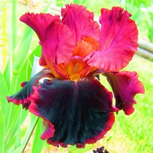 Iris Zwiebeln-Winterhart MehrjäHrig,Iris Blumenzwiebeln,Iris Blumen,Iris Knollen Mix,Iris Pflanze,Schwertlilien Winterhart Knolle,Gartenblumen,Bonsai Pflanze-6zwiebeln-c