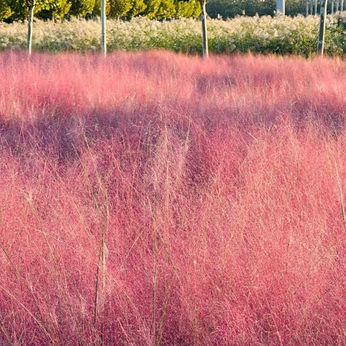 Muhlenbergia capillaris Samen, Ziergräser Samen, ziergräser deko steingartenpflanzen winterhart ziergräser winterhart alte sorten saatgut ziergras winterhart mehrjährig gartenpflanzen 500pcs
