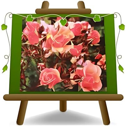 Rosai Couvre-sol Jazz fleur 3-4 cm - vase 19x19 cm 6 litres - âge 3 ans