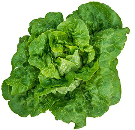 Burpee Buttercrunch Lettuce Seeds 500 seeds