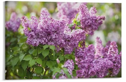 Gardens Plants Common Lilac Flower Room Aesthetics Posters Canvas Posters Bedroom Decoration Sports Office Decoration Gifts Wall Art Decoration Printing Posters 16x24inch(40x60cm)