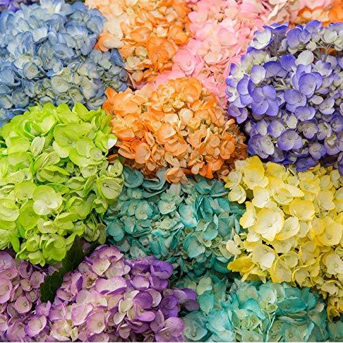1, clair: Shopvise hortensia Graines jardin 20Pcs / Pack Couleur (Clear)