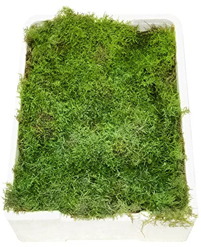 Blumigo Plattenmoos - Frisches Moos - 1 Box mit 4 Ebenen je ca. 35x25 cm - Zum Basteln von Gestecken - Echtes Plattenmoos - Greenery - Natur
