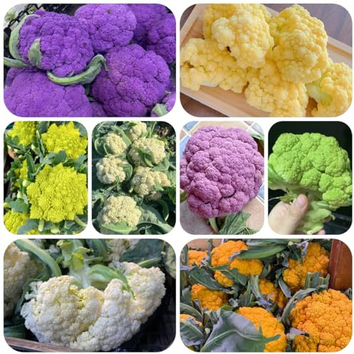 blumenkohl samen, winterblumenkohl gemüsesamen winterhart, saatgut alte sorten blumenkohlsamen pflanzensamen, gemüsesamen alte sorten wintergemüse winterharte pflanzen für garten alte 100pcs