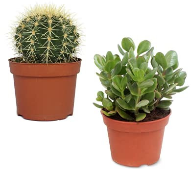 Set Crassula Ovata o Árbol de Jade y Cactus Echinocactus Grusonii