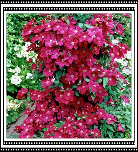 Resistente al frío - Decoración paisajística de terraza de jardín-vertical - Raíz de clemátide - / [CXXFGFT].-4 Bulbos-E