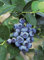 Heidelbeere 'Bluejay' - Blaubeeren Pflanze mit hohen Erträgen. Ein Heidelbeerstrauch mit süßen blauen Beeren. Qualitätspflanze im Container von Garten Schlüter