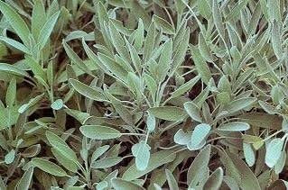 50 Semi di Salvia HR195 (Salvia officinalis):Grani