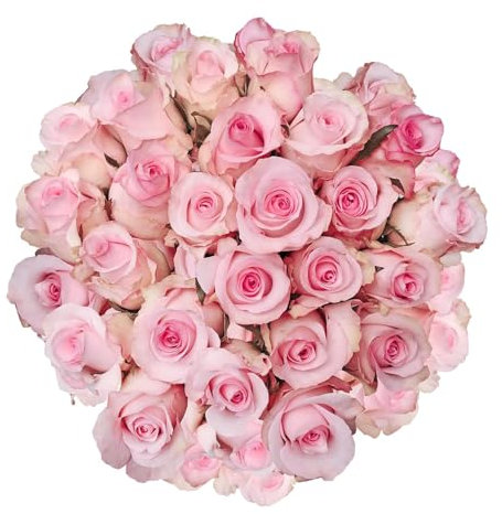 Ramo de Rosas Rosa Claro Frescas con 25 Flores Románticas, Perfecto para Aniversarios y Celebraciones