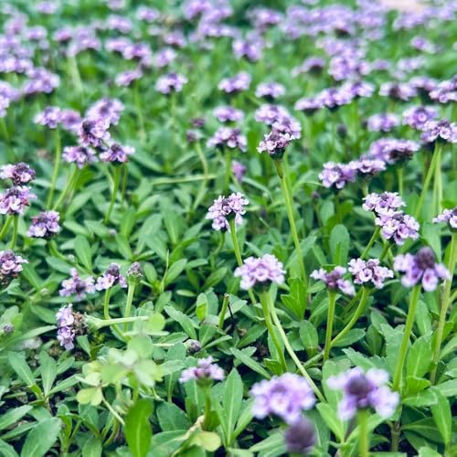 vna strisciante copertura del terreno da balcone varietà antiche biologiche in vaso d'appartamento esotiche orto di aromatiche 150semi