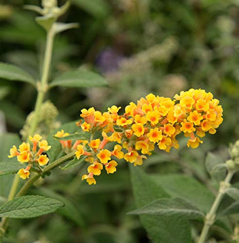 Sommerflieder Sungold 40-60cm - Buddleja weyeriana