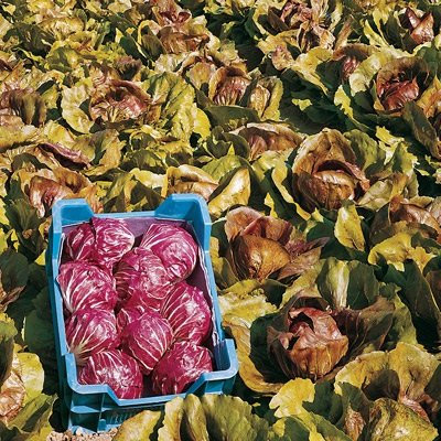 1/8 Grammo Semi di Radicchio Indaco